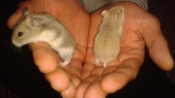 Gonzales hamster aldım. daha yavru ikiside. ne yapmam lazım. tavsiyeleriniz varmı?