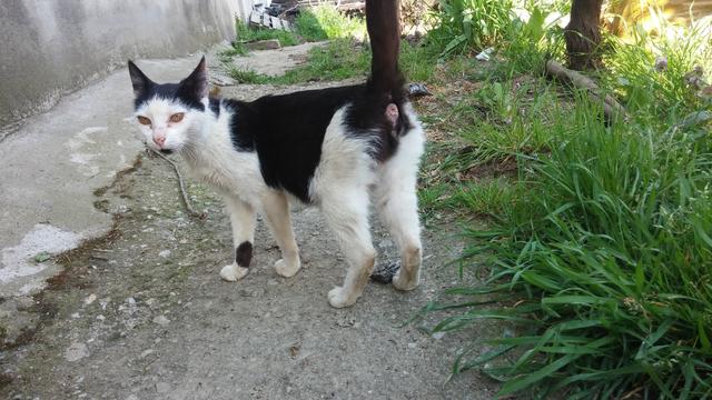 Elimi kedi tırmıkladı  bir  şey olur mu?