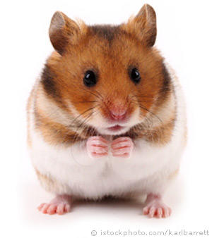 Hamster almak istiyorum sizin gorusunuz nedir ?