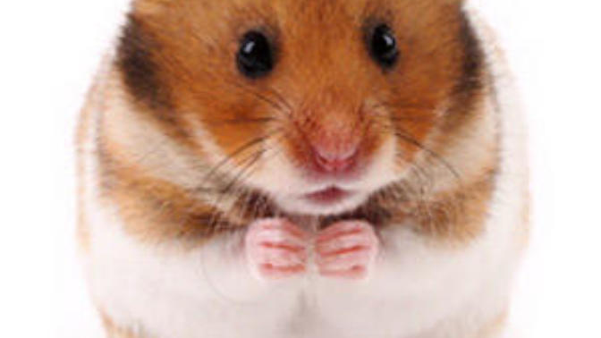 Hamster almak istiyorum sizin gorusunuz nedir?