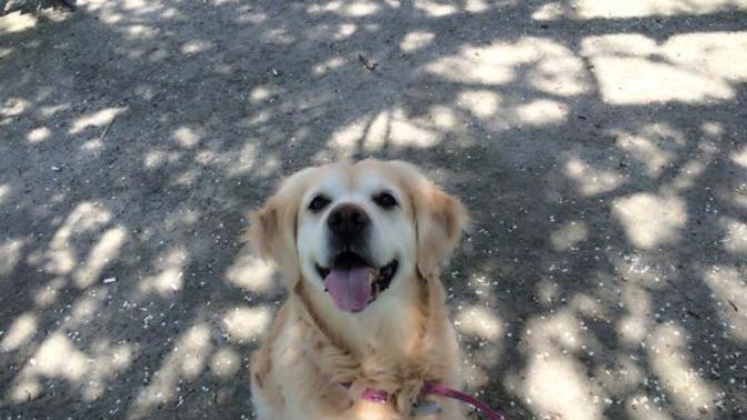 3.5 aylık golden retriever nasıl beslenir?