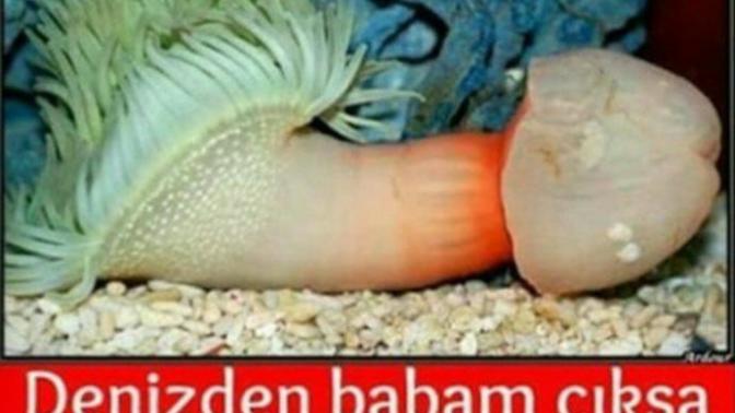 Denizden babam çıksa yerim diyenleri Görelim :)) ?