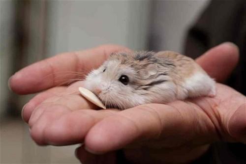 hamster beslediniz mi hiç?