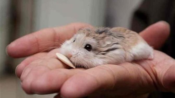 Hamster beslediniz mi hiç?