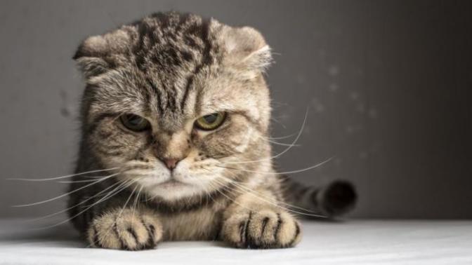 Rüyada kedi görmek ne demek?