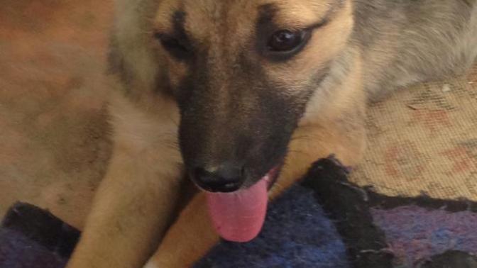 Merhaba arkadaşlar. Sormak istediğim şu? Köpek cinsinden anlayanlar  bir  baksın?
