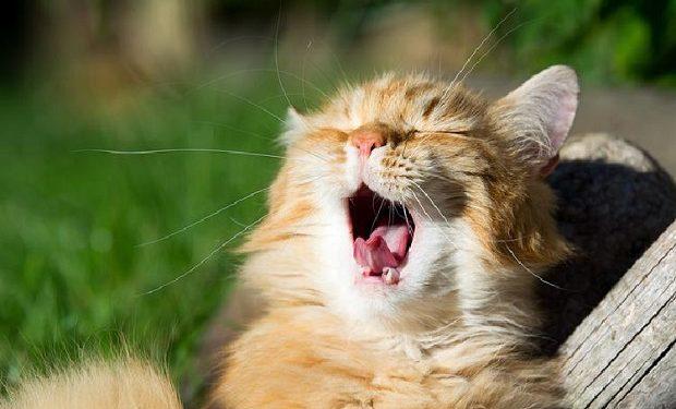 kedi neden hırlar