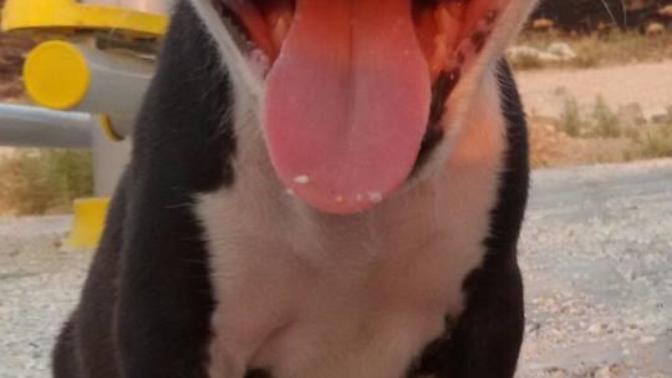 Arkadaşlar yavru köpeğim hep uyuyor?