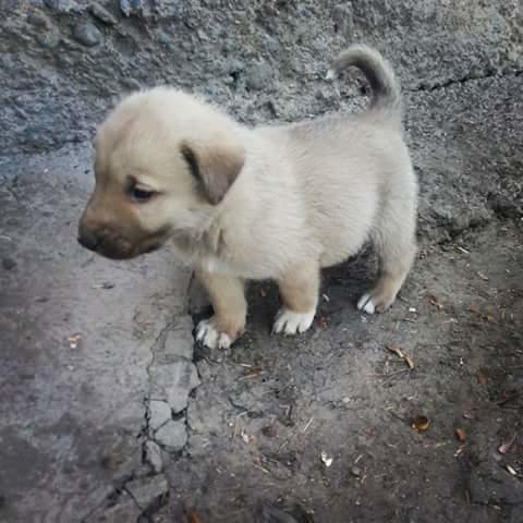 Ya bu köpek nasıl tatlı birşey ya köpekleri sever misiniz :)??