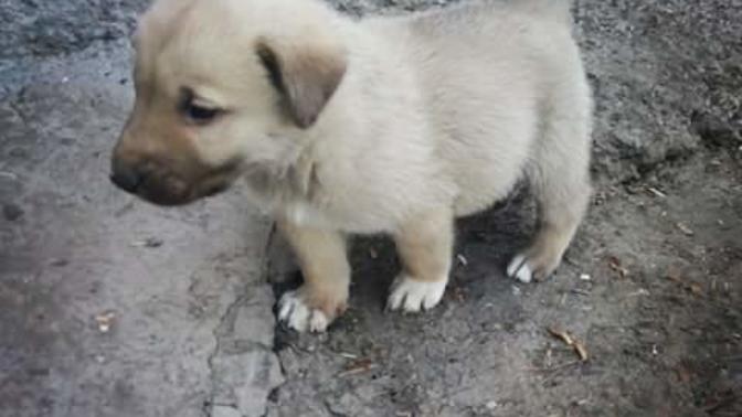 Ya bu köpek nasıl tatlı birşey ya köpekleri sever misiniz :)?