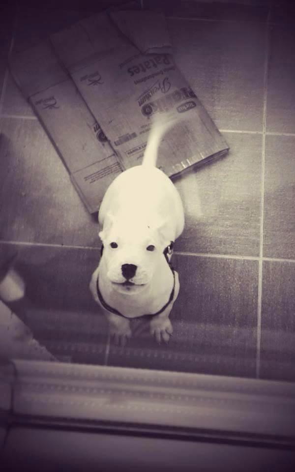 Dogo argentino hakkında bilgi?