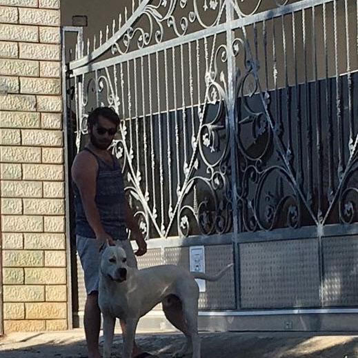 Dogo argentino hakkında bilgi?