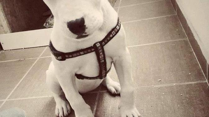 Dogo argentino hakkında bilgi?