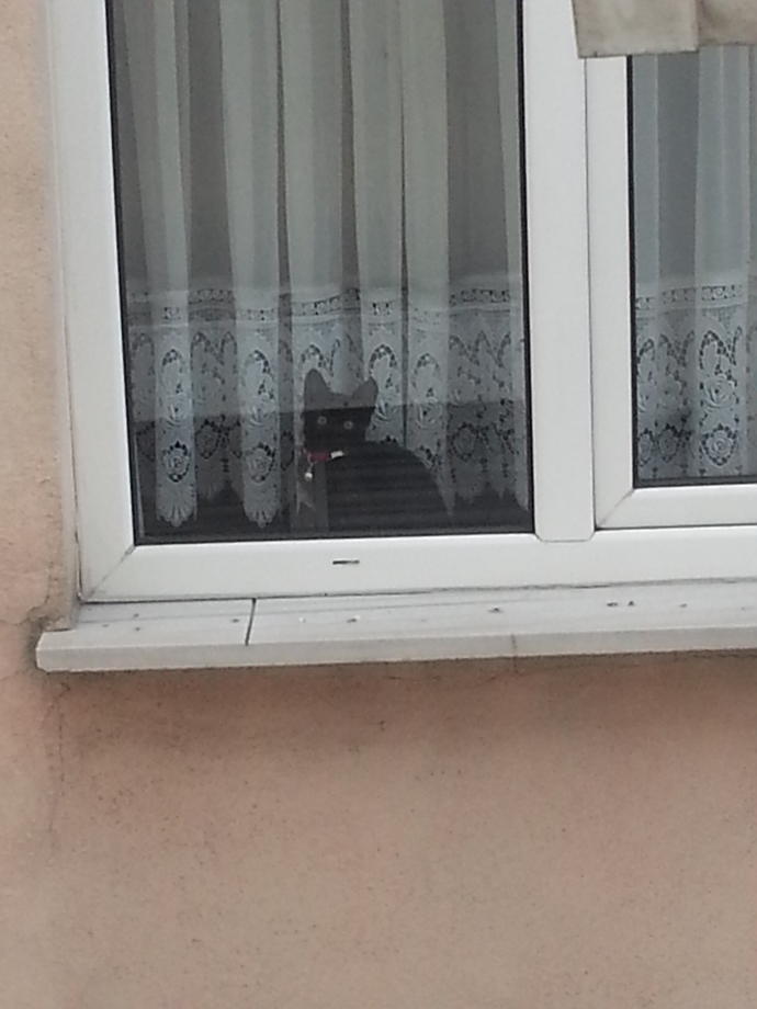 Komsunun kedisi beni izliyor sürekli ne yapacam ben ?