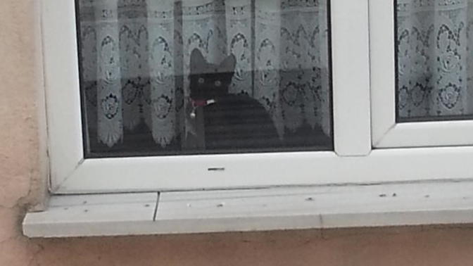 Komsunun kedisi beni izliyor sürekli ne yapacam ben?