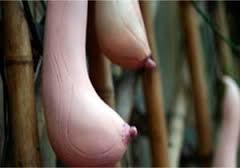 Evet penis çiçeğinden sonra meme çiçeği. İlginç değil mi?