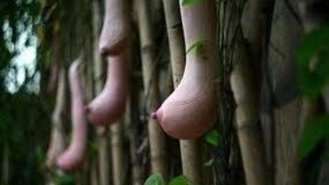 Evet penis çiçeğinden sonra meme çiçeği. İlginç değil mi?