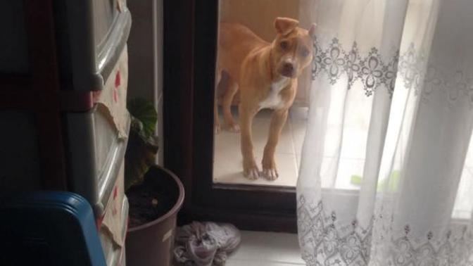 Köpek kulak kesimi?