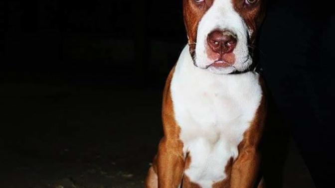 Rednose pitbull isimleri?