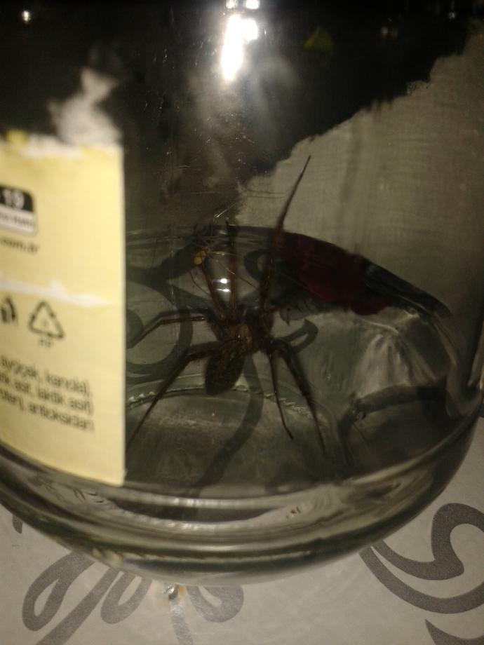 Bu örümceği evde buldum resimli?