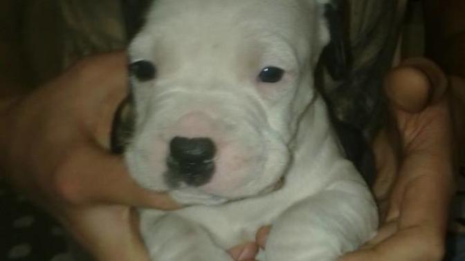 Pitbull yasağı sizce kalkmalı mı?
