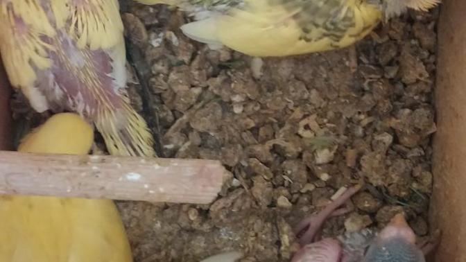 Kuş isteyen  İzmir  içi satılık muhabbet kuşu var isteyen varmi?