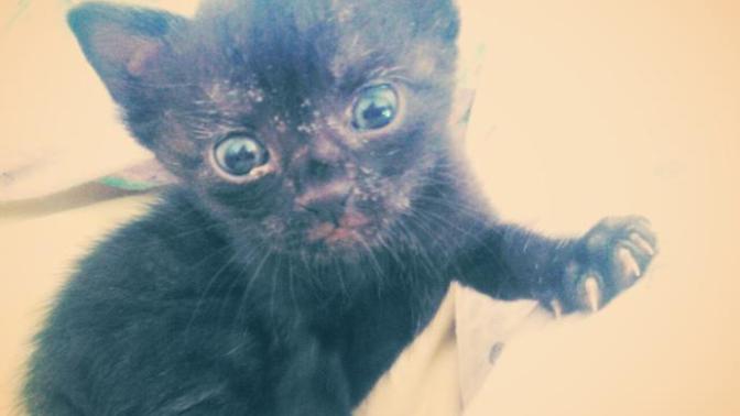 Kedim tahminen 15 günlük annesi yok ben bakıyorum ama kedi biberonundan içmiyor gelip kulağımı emmeye çalışıyor ne yapmalıyım?