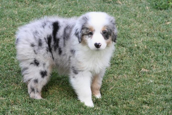 köpeğimin adını ne koysam?