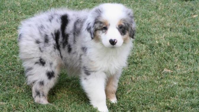 Köpeğimin adını ne koysam?