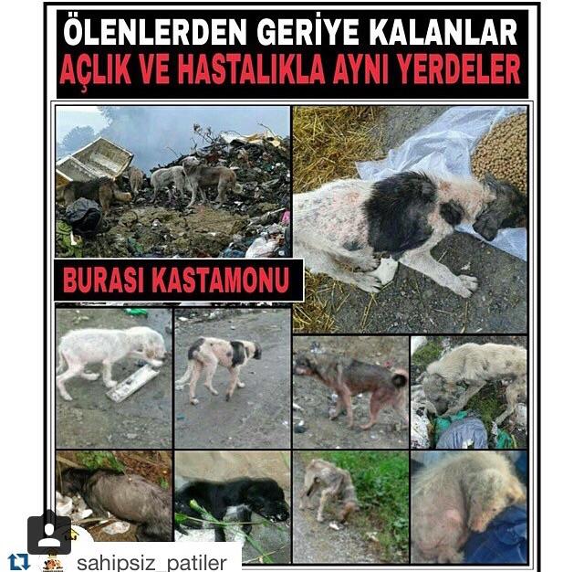 Kastamonu'da yasayanlar?