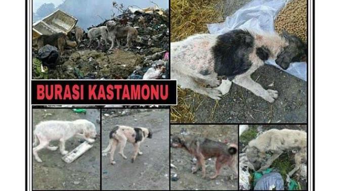 Kastamonu'da yaşayanlar barınaklara, sokak hayvanlarına yardım etmek ister misiniz?