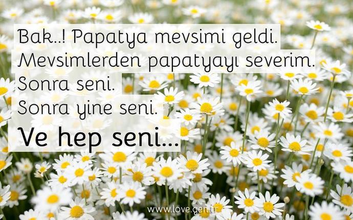Resimli.. Papatya sevenler var mı?