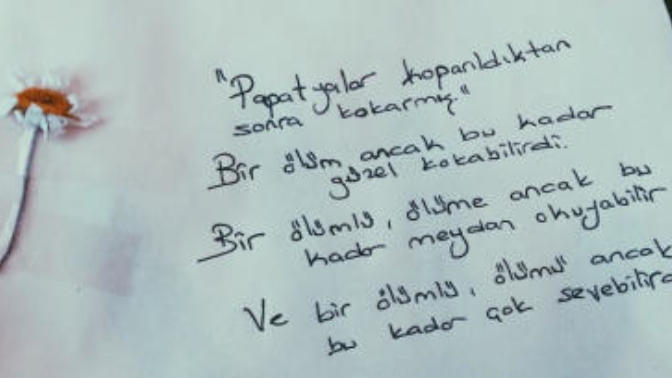Resimli.. Papatya sevenler var mı?