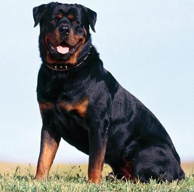 Köpek sahi̇plenmek i̇şti̇yorum ci̇nsi̇nde kararsızım anket yapmak ı̇stedi̇m?