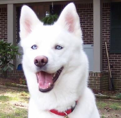 Köpek sahi̇plenmek i̇şti̇yorum ci̇nsi̇nde kararsızım anket yapmak ı̇stedi̇m?