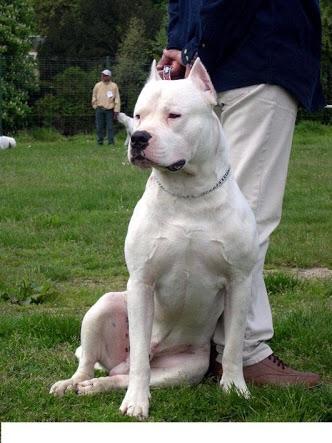Köpek sahi̇plenmek i̇şti̇yorum ci̇nsi̇nde kararsızım anket yapmak ı̇stedi̇m?