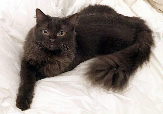 york chocolate cat