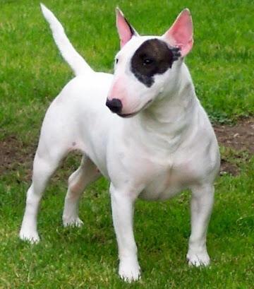 Bull terrier alcam bilgisi olan var mı ?