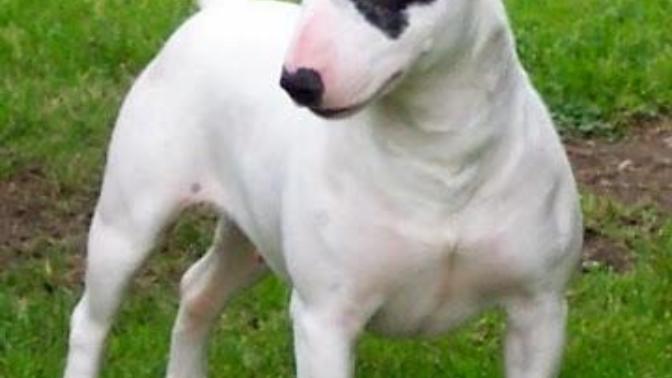Bull terrier alcam bilgisi olan var mı?