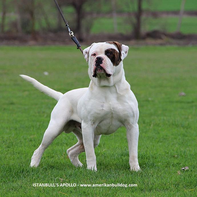 Amerikan bulldog alıyorum tavsiyeleriniz varmı?