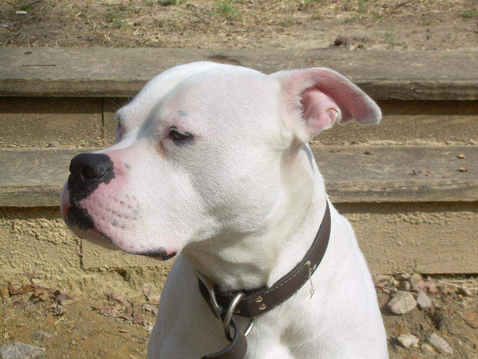 Amerikan bulldog alıyorum tavsiyeleriniz varmı?