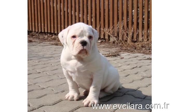 Amerikan bulldog alıyorum tavsiyeleriniz  var mı ?