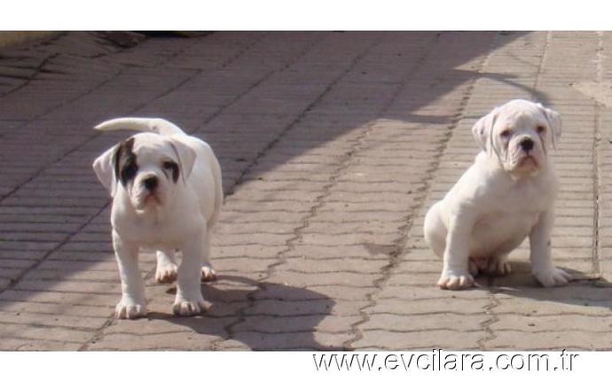 Amerikan bulldog alıyorum tavsiyeleriniz varmı?