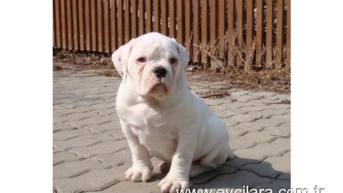 Amerikan bulldog alıyorum tavsiyeleriniz varmı?