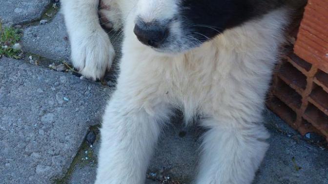 Köpeğin benim ayağımı yalaması?