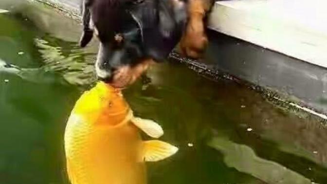Köpek İle Balığın Çiftleşmesinden Köpek Balığı mı Olur :$ ?