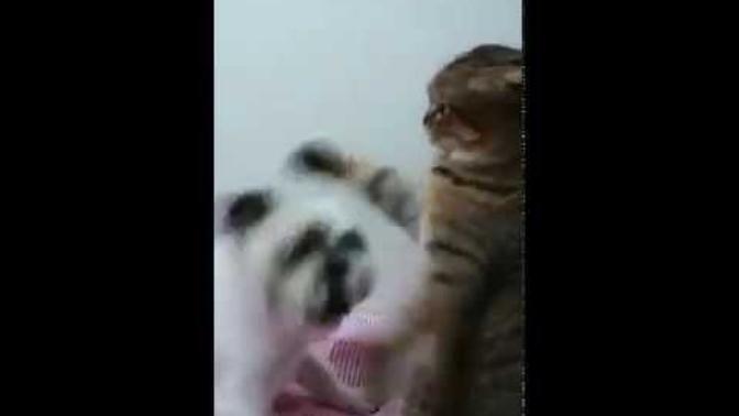 Kedi Köpeği Döver mi?