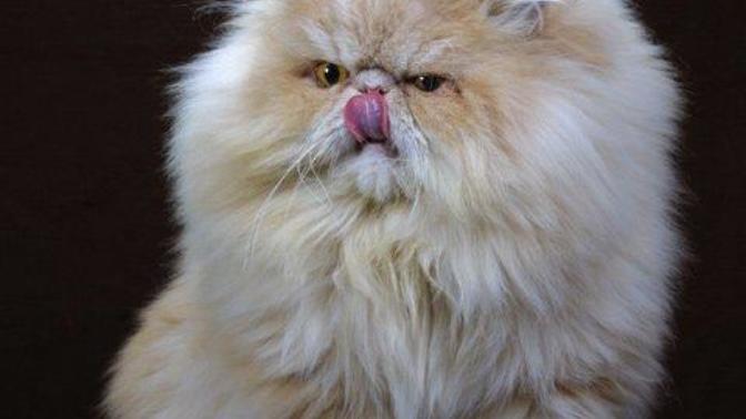 Bir kedi olsaydın nasıl bir kedi olurdun?
