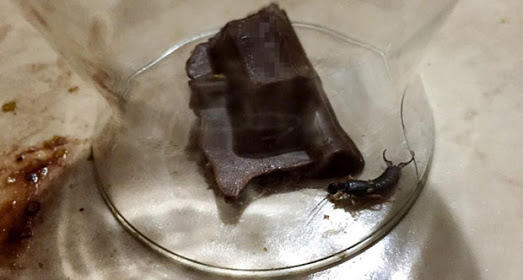Nutella yiyirsunuz ve içinden böcek çıktı boyle vicik vicik doğa karamel ne yaparsınız?