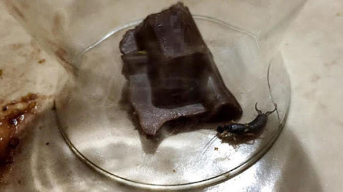 Nutella yiyirsunuz ve içinden böcek çıktı boyle vicik vicik doğa karamel ne yaparsınız?